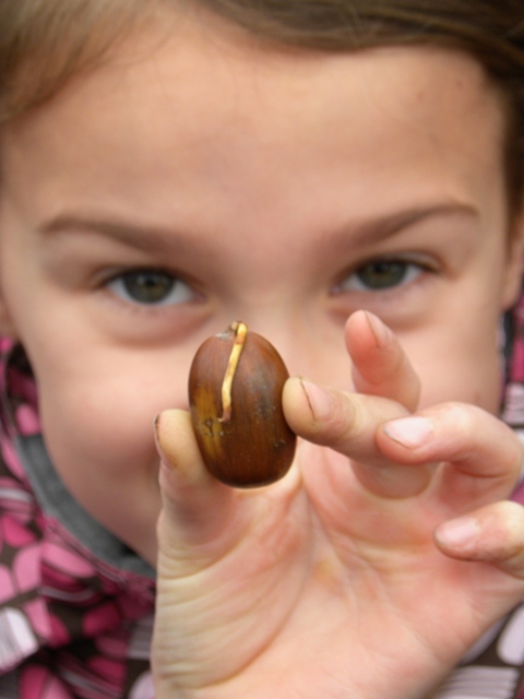 sowing acorns